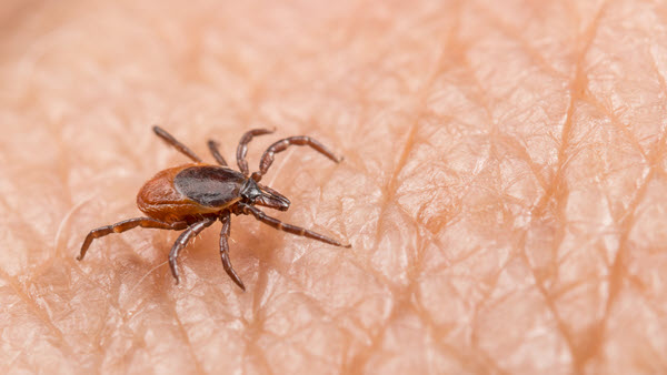 Deer Tick Deer tick on human skin